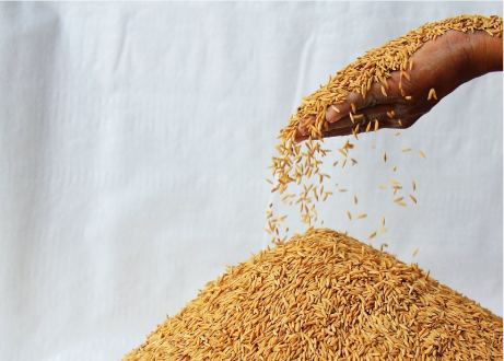 兩高聯合發布“農資打假”刑事典型案例